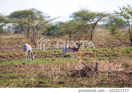 Soemmerring's gazelle, Nanger soemmerringii, Ethiopia wildlife animal 102851577
