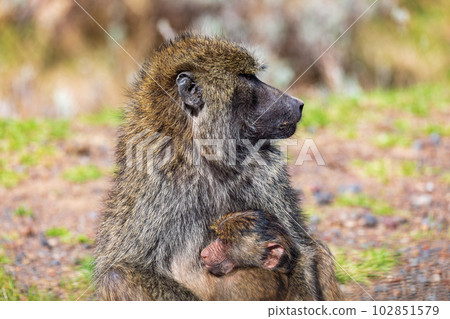 Chacma baboon, Papio ursinus. Bale mountain, Ethiopia wildlife animal 102851579