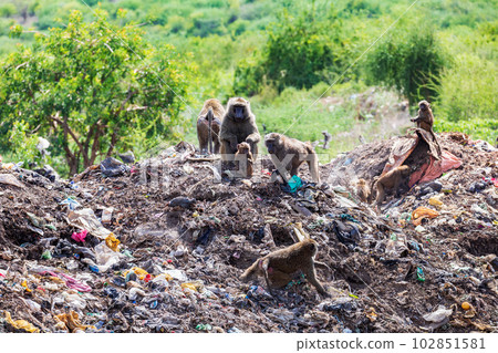 Chacma baboon, Papio ursinus. Monkeys are looking for food in a dump outside the city Arba Minch, Ethiopia wildlife animal 102851581