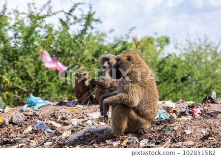 Swayne's Hartebeest, Alcelaphus buselaphus swaynei antelope, Senkelle Sanctuary Ethiopia wildlife 102851582