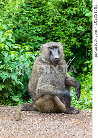 Chacma baboon, Papio ursinus. Monkeys in Arba Minch, Ethiopia wildlife animal Chacma baboon, Papio ursinus. Monkeys in Arba Minch, Ethiopia wildlife animal 102851583
