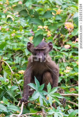 Chacma baboon, Papio ursinus. Monkeys in Arba Minch, Ethiopia wildlife animal 102851584