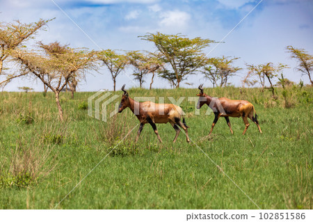 Swayne's Hartebeest, Alcelaphus buselaphus swaynei antelope, Senkelle Sanctuary Ethiopia wildlife 102851586