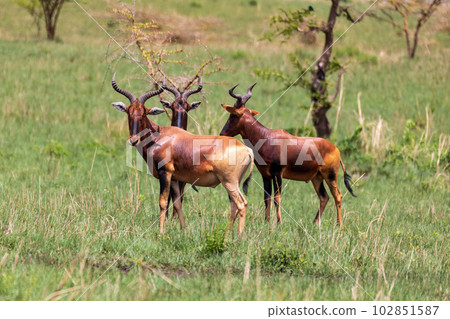 Swayne's Hartebeest, Alcelaphus buselaphus swaynei antelope, Senkelle Sanctuary Ethiopia wildlife 102851587