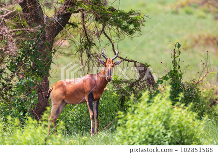 Swayne's Hartebeest, Alcelaphus buselaphus swaynei antelope, Senkelle Sanctuary Ethiopia wildlife 102851588