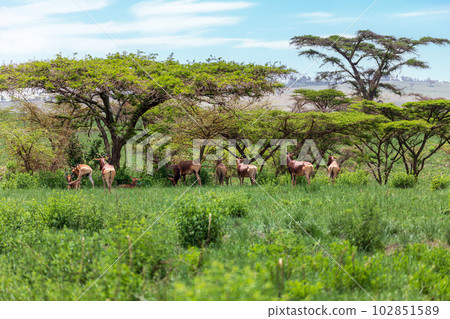 Swayne's Hartebeest, Alcelaphus buselaphus swaynei antelope, Senkelle Sanctuary Ethiopia wildlife 102851589