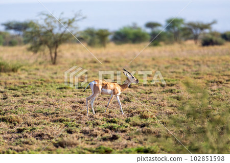 Soemmerring's gazelle, Nanger soemmerringii, Ethiopia wildlife animal 102851598