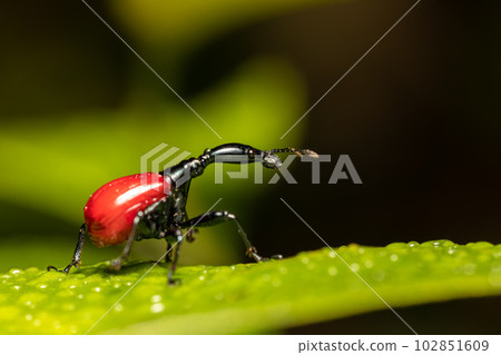 Female of Giraffe Weevil, Trachelophorus Giraffa, Ranomafana, Madagascar 102851609