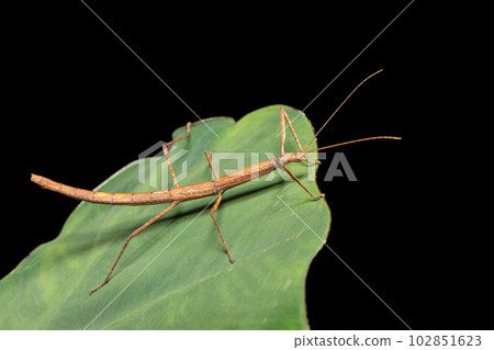 Pink winged stick insect or Madagascan stick insect, Sipyloidea sipylus, Analamazaotra National Park. Madagascar wildlife 102851623