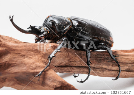 Marsu squirrel 102851667