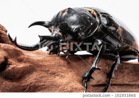 馬蘇松鼠 馬蘇松鼠 102851668