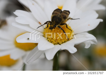 Red-bellied red beetle perching on a daisy flower blooming in a spring garden 102851787