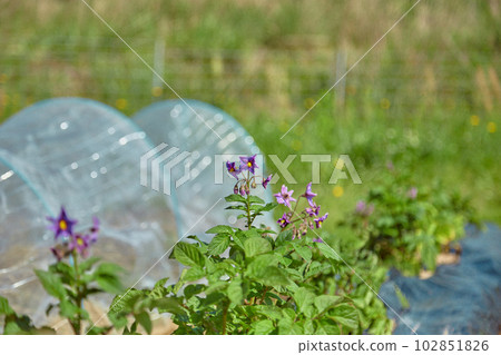 Potato Flower Destroyer Vegetables 102851826