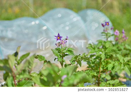 Potato Flower Destroyer Vegetables 102851827