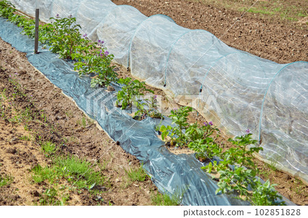 Potato Flower Destroyer Vegetables 102851828