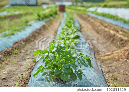 種植土豆 Farmer Baron Dejima 種植土豆 Farmer Baron Dejima 102851829