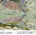 sea turtle in tide pool 102851967