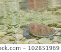 sea turtle in tide pool 102851969