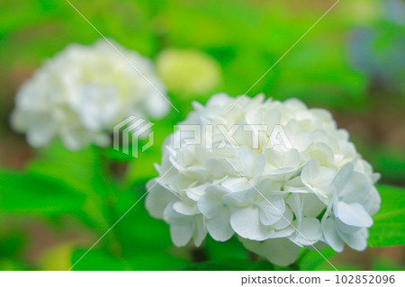 hydrangea   102852096
