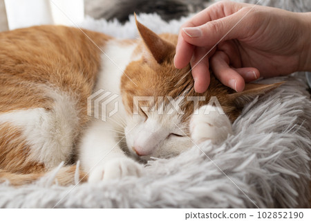 撫摸一隻貓,棕色虎斑白 撫摸一隻貓,棕色虎斑白 102852190