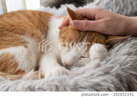 撫摸一隻貓，棕色虎斑白 102852191