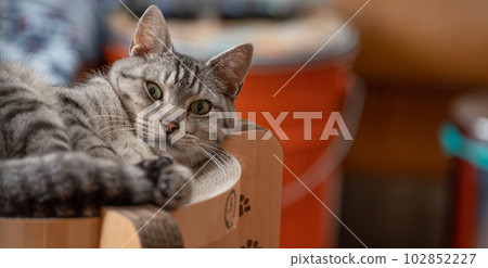 The staring cat, the Sabatra cat 102852227