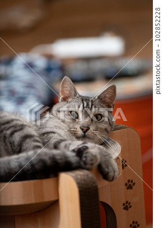 The staring cat, the Sabatra cat 102852228