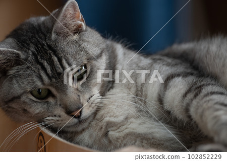 The staring cat, the Sabatra cat 102852229