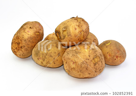土豆（Kitakyari） 102852391