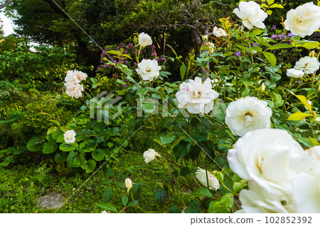 純白玫瑰花 102852392