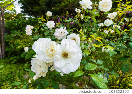 純白玫瑰花 102852393