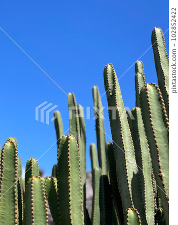 Euphorbia canariensis or Cardon canario cactus plants on a blue sky background. Tropical plants. Euphorbia canariensis or Cardon canario cactus plants on a blue sky background. Tropical plants. 102852422