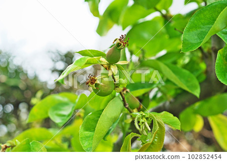 Unripe Chinese quince fruit (spring, April) Unripe Chinese quince fruit (spring, April) 102852454