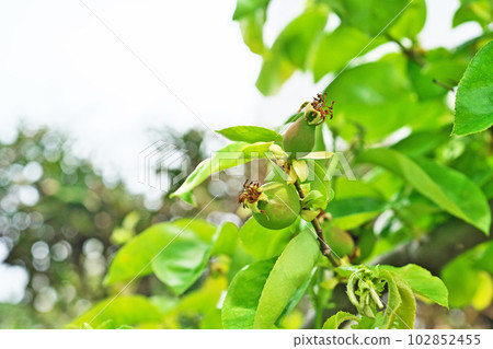 Unripe Chinese quince fruit (spring, April) Unripe Chinese quince fruit (spring, April) 102852455