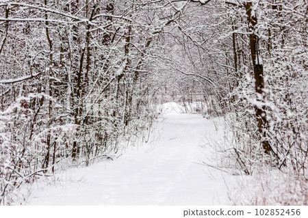 Beautiful winter forest with a beaten path Beautiful winter forest with a beaten path 102852456