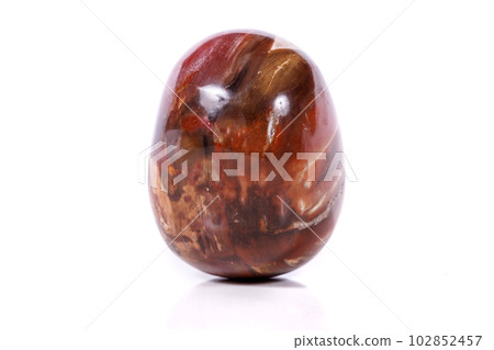 Macro mineral stone ground petrified tree on white background Macro mineral stone ground petrified tree on white background 102852457