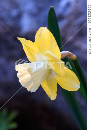 beautiful summer Cyclameniform daffodils - Cyclamineus beautiful summer Cyclameniform daffodils - Cyclamineus 102852492