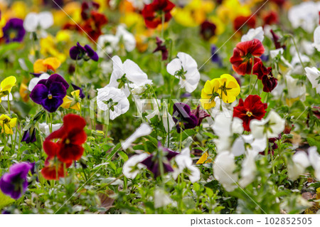 beautiful multi-colored flowers on the flower bed field 102852505