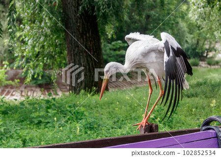 beautiful stork stands on a fence beautiful stork stands on a fence 102852534