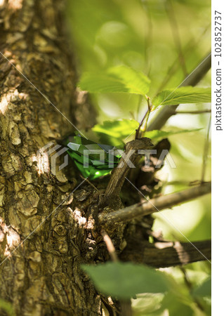 Glittering green magical crystal emerald in forest, diamond 102852737