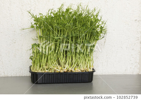 Close-up of peas microgreens with seeds and roots Close-up of peas microgreens with seeds and roots 102852739