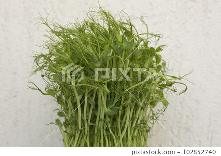 Close-up of peas microgreens with seeds and roots Close-up of peas microgreens with seeds and roots 102852740