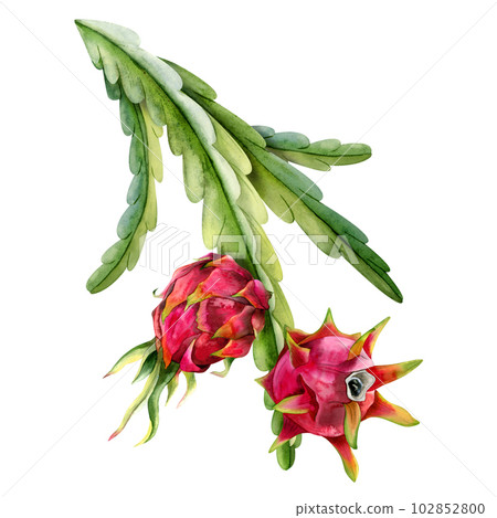 Watercolor ptaya cactus branches with red dragon fruits fruits illustration. Realistic botanical exotic tropical plants 102852800