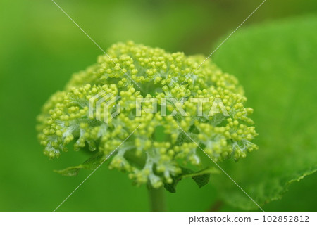仍然藍色八仙花屬芽特寫鏡頭 仍然藍色八仙花屬芽特寫鏡頭 102852812