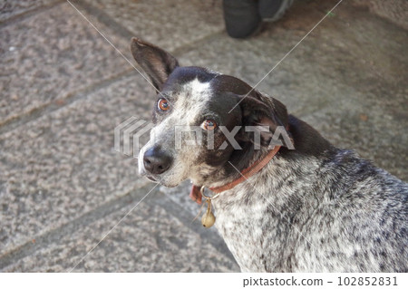 A stray dog in the streets of Taiwan 102852831