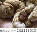 蜷縮著睡覺的可愛棕色虎斑貓 102853013