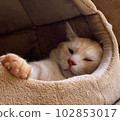 貓睡覺吐舌頭 102853017