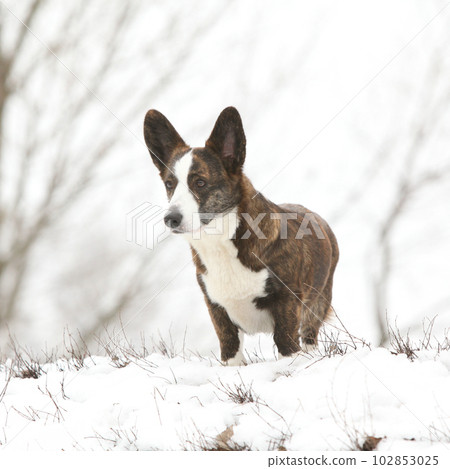 Nice welsh corgi cardigan in the snow 102853025