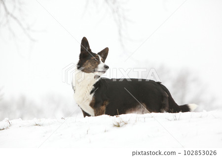 Nice welsh corgi cardigan in the snow 102853026