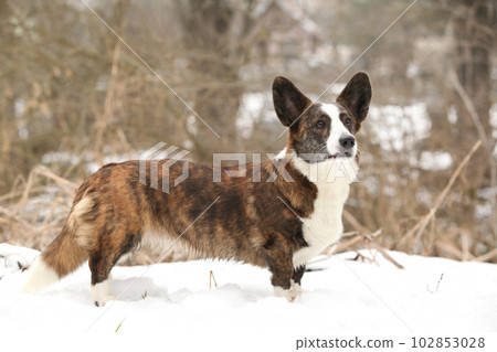 Nice welsh corgi cardigan in the snow 102853028